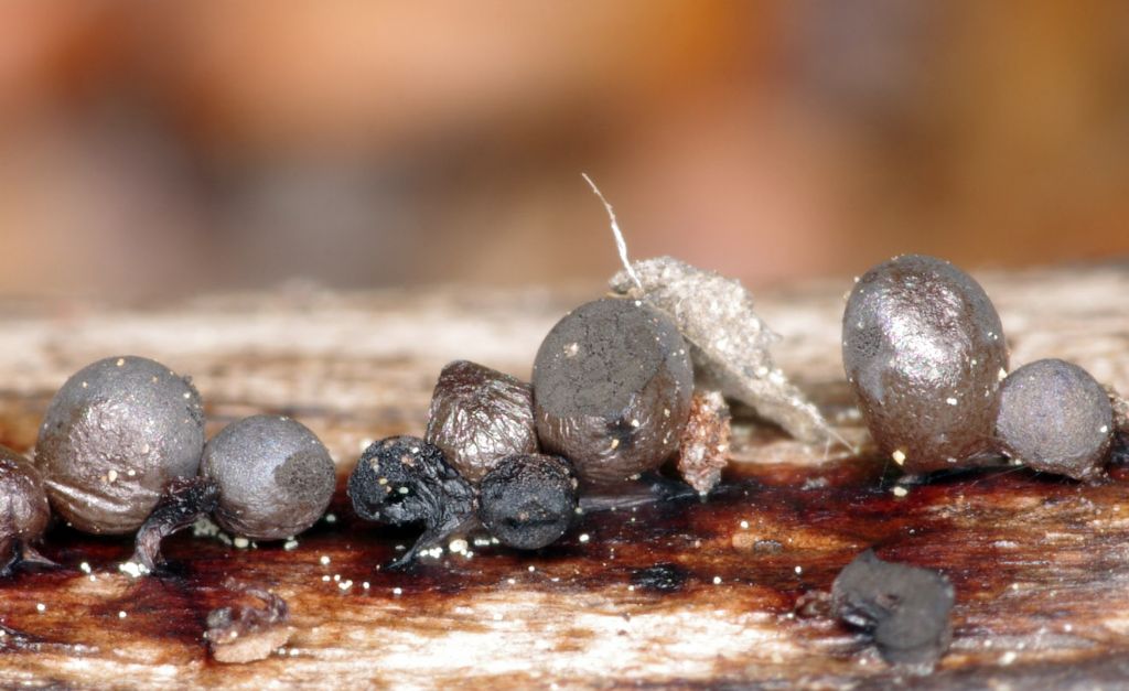 Lamproderma cristatum